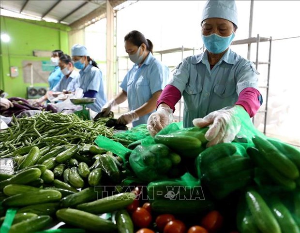 2021年前4个月越南农林水产品出口额增长24 以上