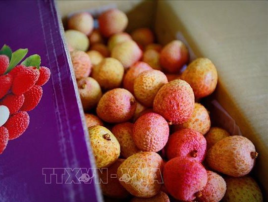 越南新鲜荔枝首次在日本鹿儿岛超市上架