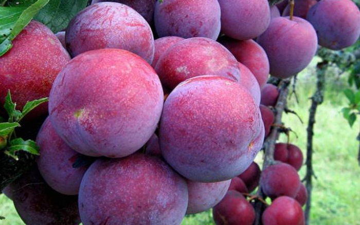 老街省北河三花李子入驻电商平台进行销售