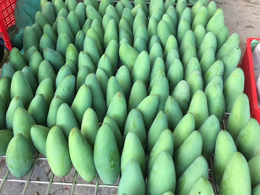 山罗省25吨绿皮芒果出口澳大利亚