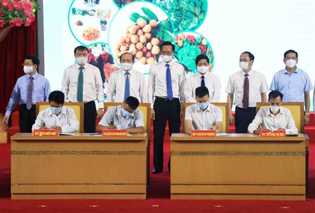 中国驻越南大使馆经济商务参赞：愿为越南农产品出口中国创造便利条件