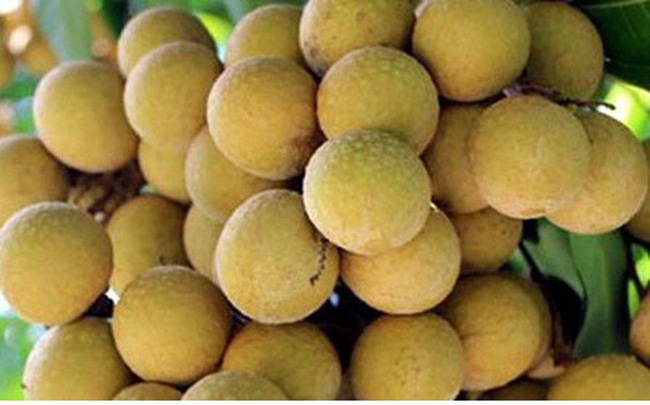 山罗龙眼在欧洲售价为每公斤18欧元