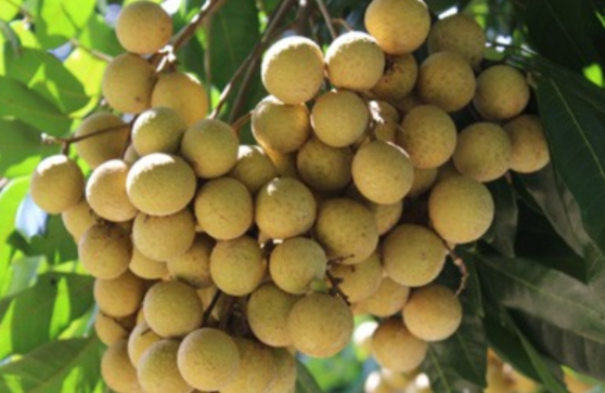 山萝省向欧盟和英国出口龙眼