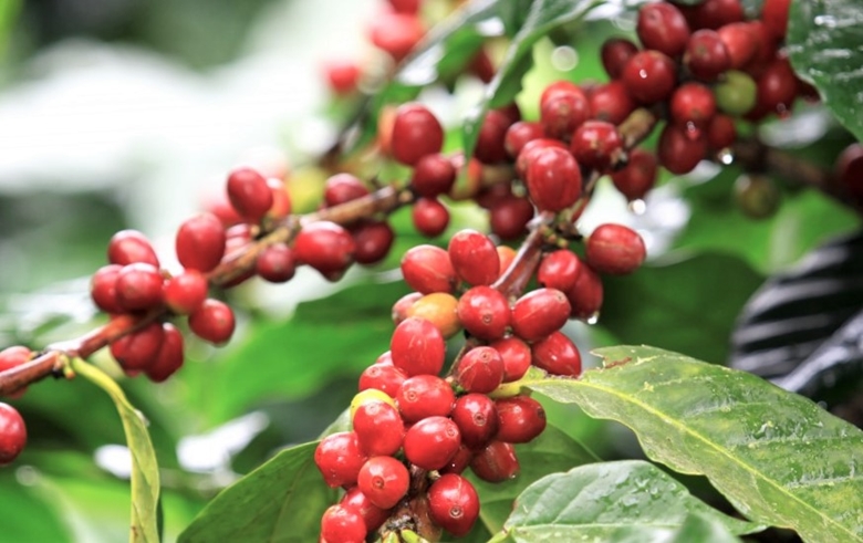 越南咖啡对韩国的出口或将继续增长