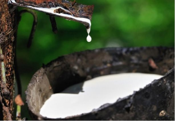 越南对美国的橡胶出口量呈上升之势