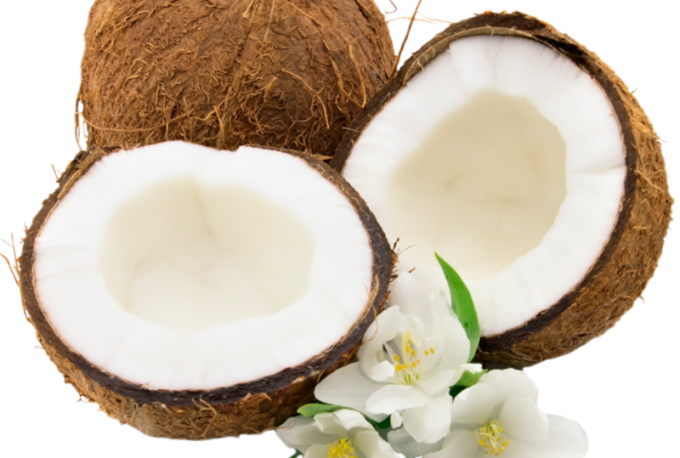 越南茶荣蜡椰子畅销澳大利亚市场