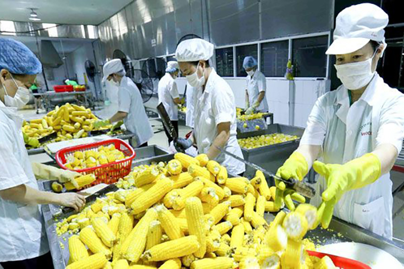 2021年越南出口额预计超过3350亿美元 贸易顺差约30亿美元