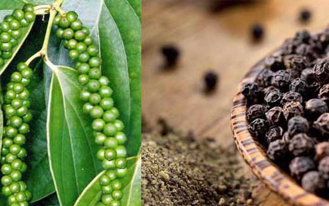 越南胡椒出口逐渐恢复增长