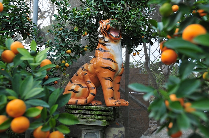 四莲金橘村进入春节繁忙季