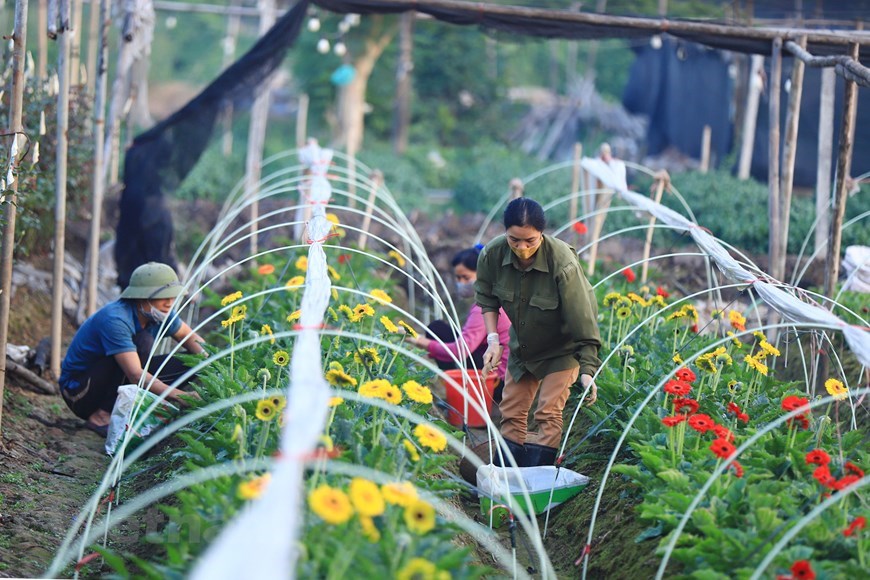 河内西就花村忙碌迎春节（组图）