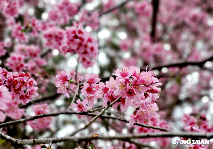 在大叻市绽放的梅樱桃花吸引游客前往参观