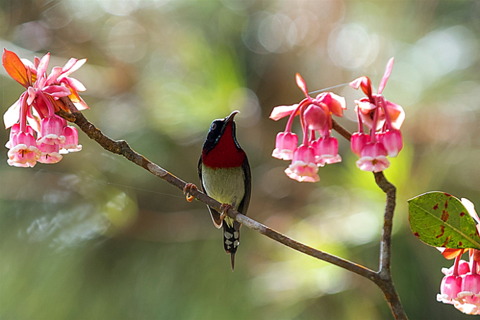 钟桃花在巴拿山顶盛开