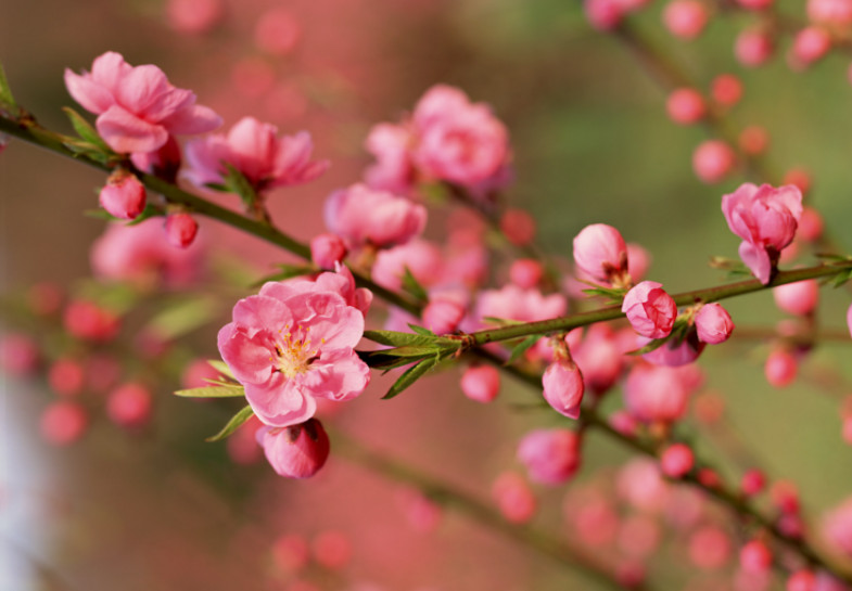 桃花的意义