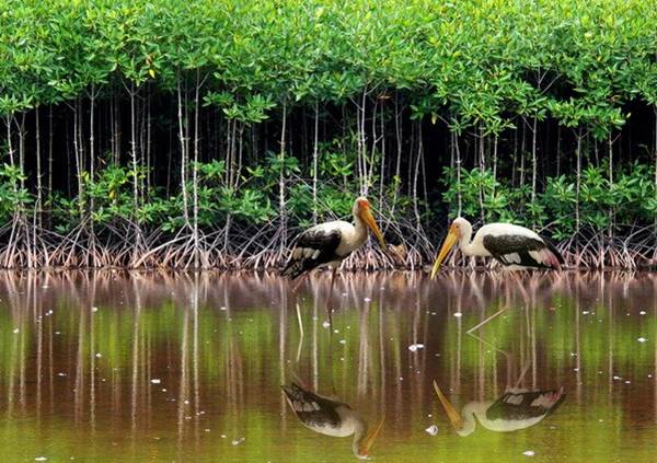 2022年世界湿地日：珍爱、保护和恢复湿地