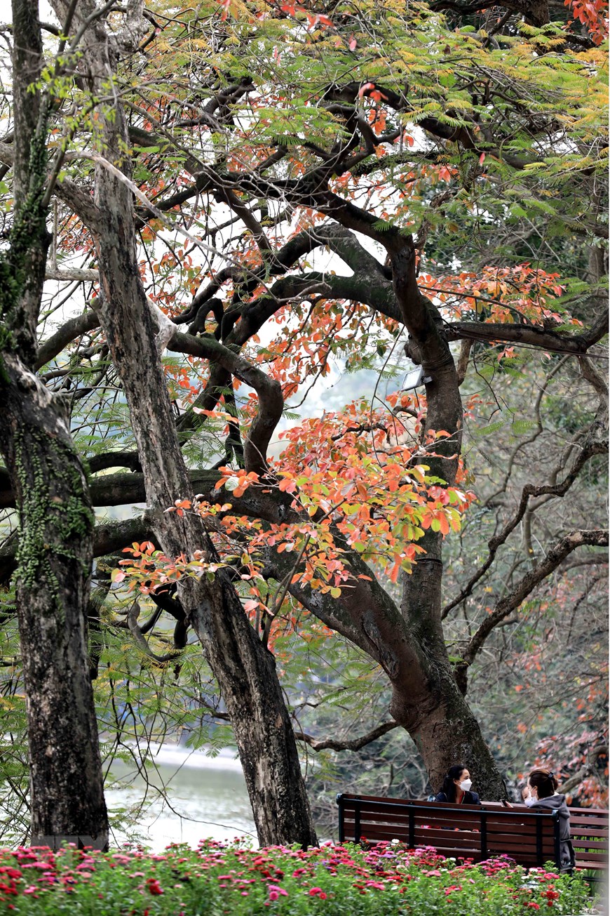 换叶季节河内换新颜（组图）
