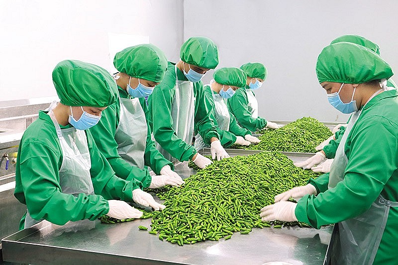 越南大米、芒果和香料在欧盟和美国市场上站稳脚跟