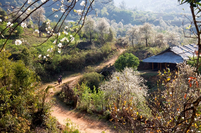 安沛省姆庚寨漫山遍野的山楂花竞相绽放