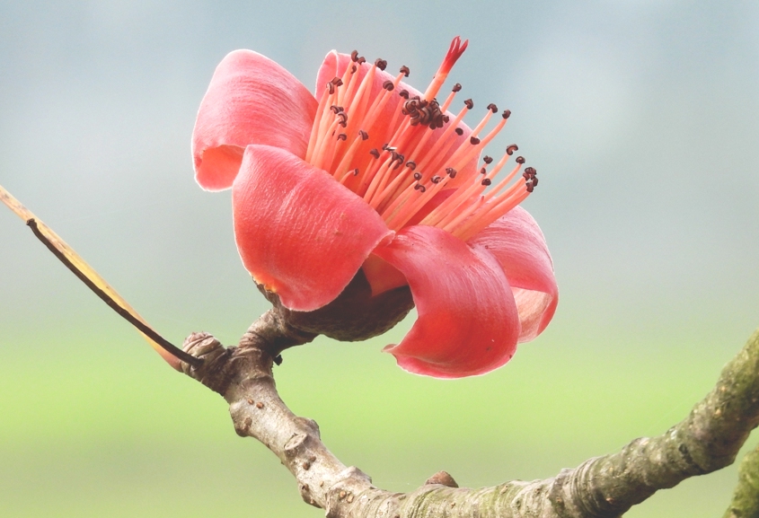 木棉花——三月的礼物
