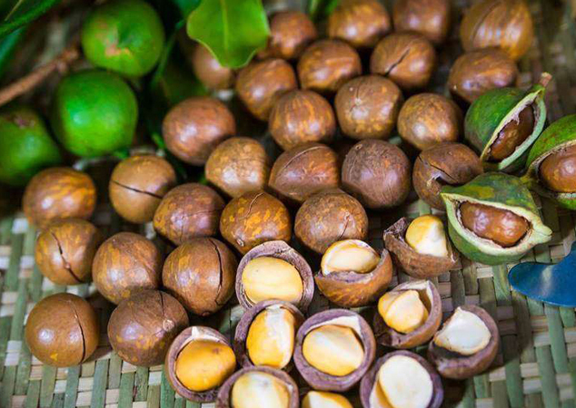 越南力争至2030年夏威夷果出口总额达4亿美元