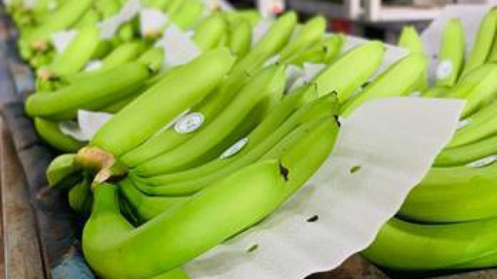 越南 KDA 牌香蕉在国际市场上站稳脚跟