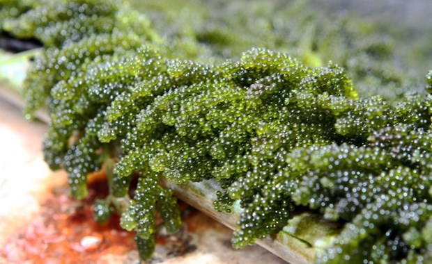 越南多企业涉足海藻加工领域