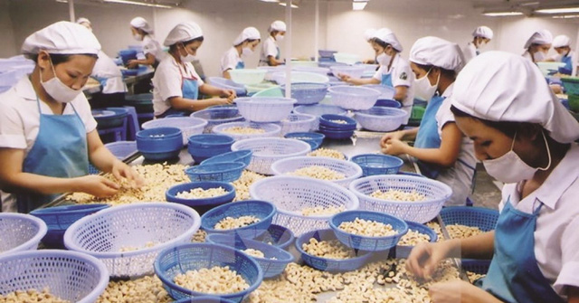 政府总理指示五个部门为向欧洲出口腰果的企业解困