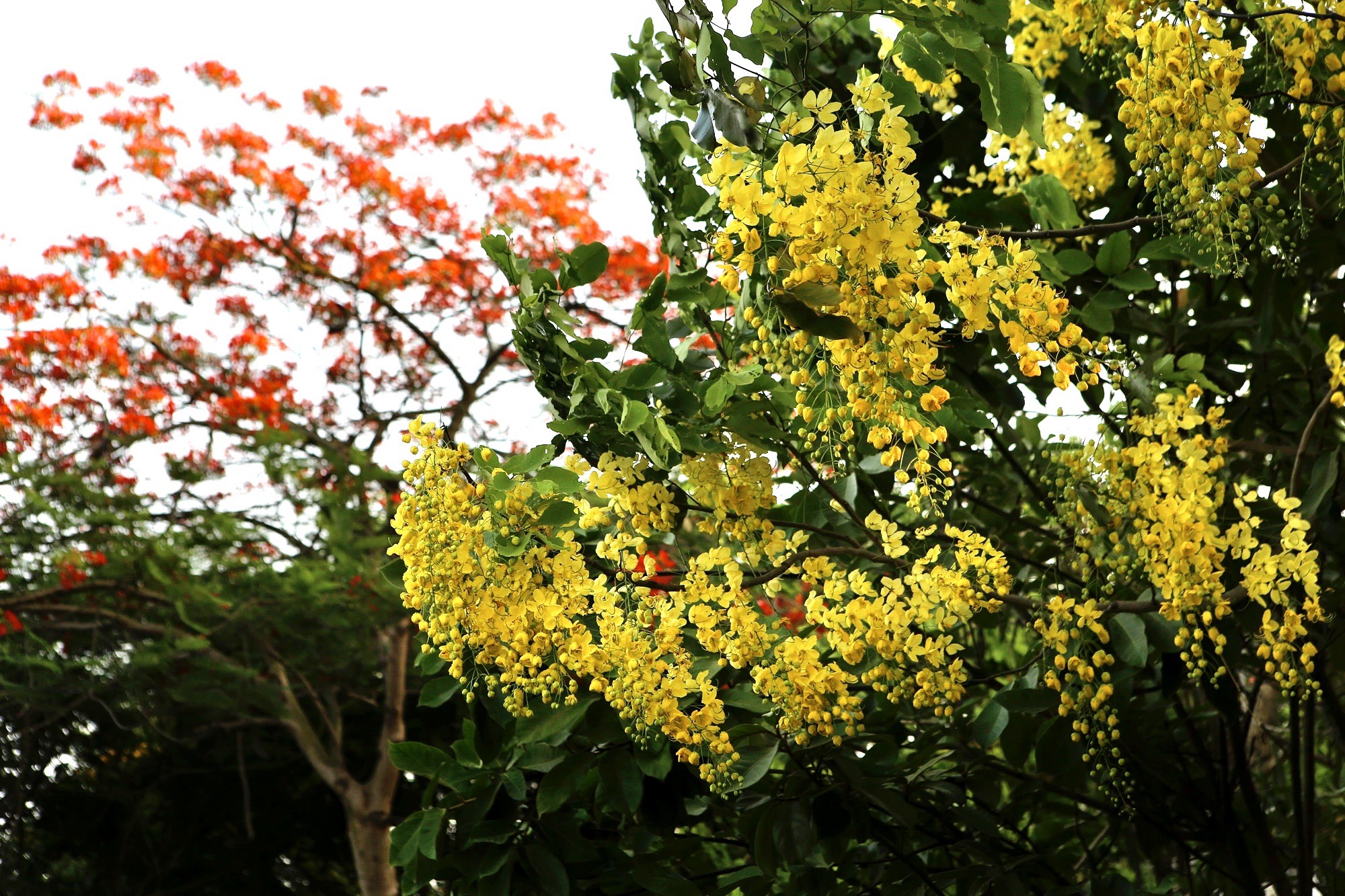 河内五月花季之美（附图）
