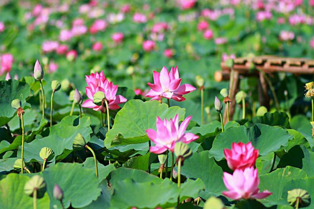 将莲花发展成为胡伯伯家乡的特色旅游产品