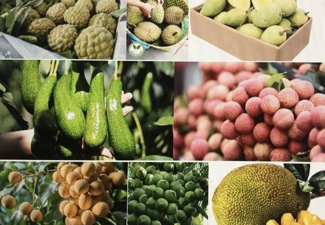 加强南部重点水果的可持续生产和销售