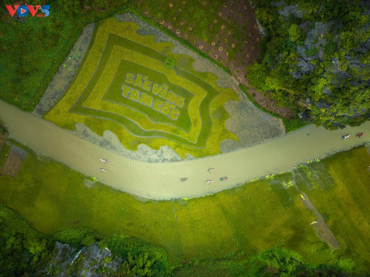 宁平省三谷的金稻美景 （组图）