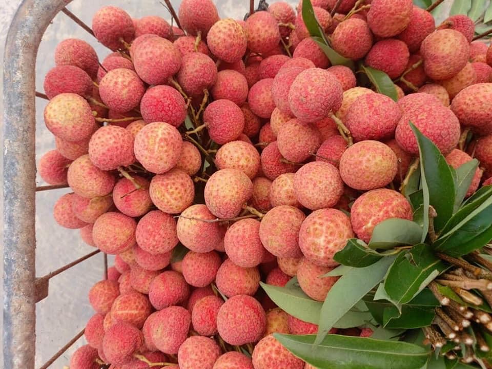 让越南荔枝走向世界