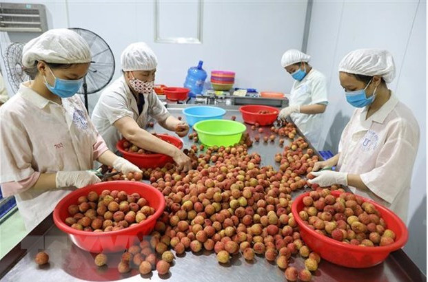 越南水果颇受日本消费者的青睐