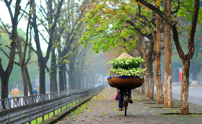 Hà Nội đẹp dịu dàng qua 12 mùa hoa