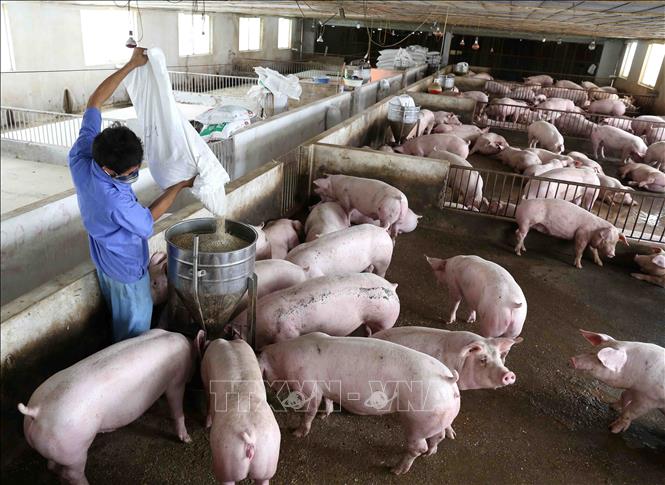 Hà Nội Xử lý ô nhiễm môi trường chăn nuôi - định hướng phát triển nông nghiệp bền vững