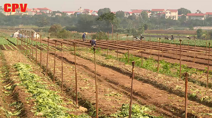 Mê Linh phấn đấu về đích nông thôn mới vào cuối năm 2021