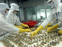 Shrimp exports expected to rise in 2010