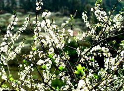 Early plum blossoms in Bac Ha increase number of tourists to Lao Cai