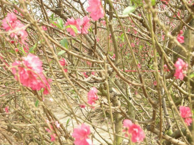 Fleurs de pêcher, symbole du printemps au Nord