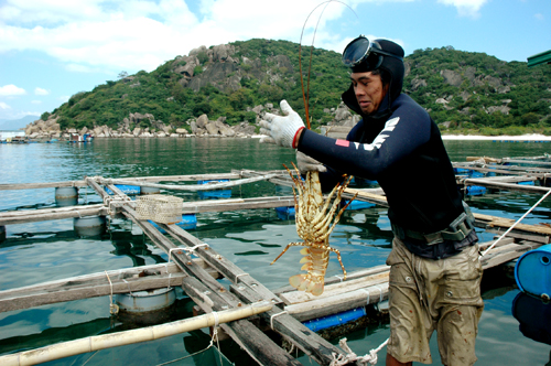 Nghề nuôi tôm hùm ở đảo Bình Ba