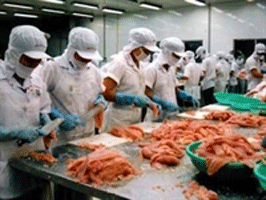Nha Trang Seafoods not dumping tra fish on US market