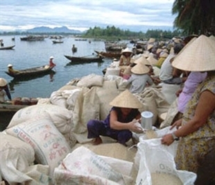 Vietnam’s rice exports not much affected by AFTA