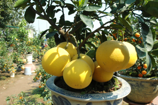 Chợ hoa tết Hàng Lược