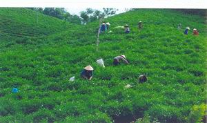 Vietnam to host ADB Annual Meeting in 2011