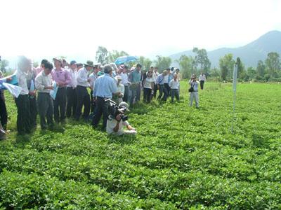 Strategic choices for agricultural and rural development in Vietnam in 2011-2020