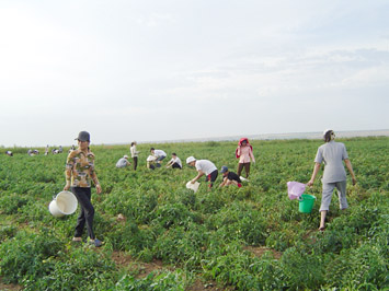 Người Việt bên dòng Volga