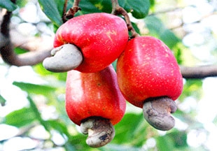 Cashew industry discusses development strategy through 2020