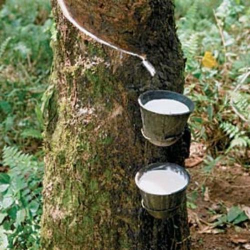 Vietnam strives to export 1 million tonnes of rubber latex by 2020