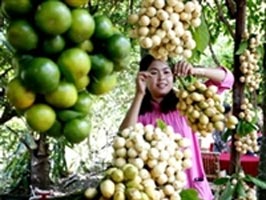 Fruit festival provides plenty of opportunities