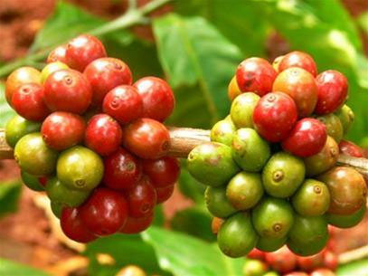 Coffee reserve purchase loans set at 6 interest rate
