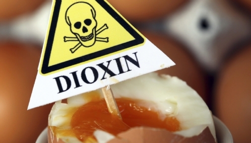 Allemagne la contamination des oeufs à la dioxine serait criminelle